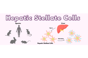 Hepatic Stellate Cells